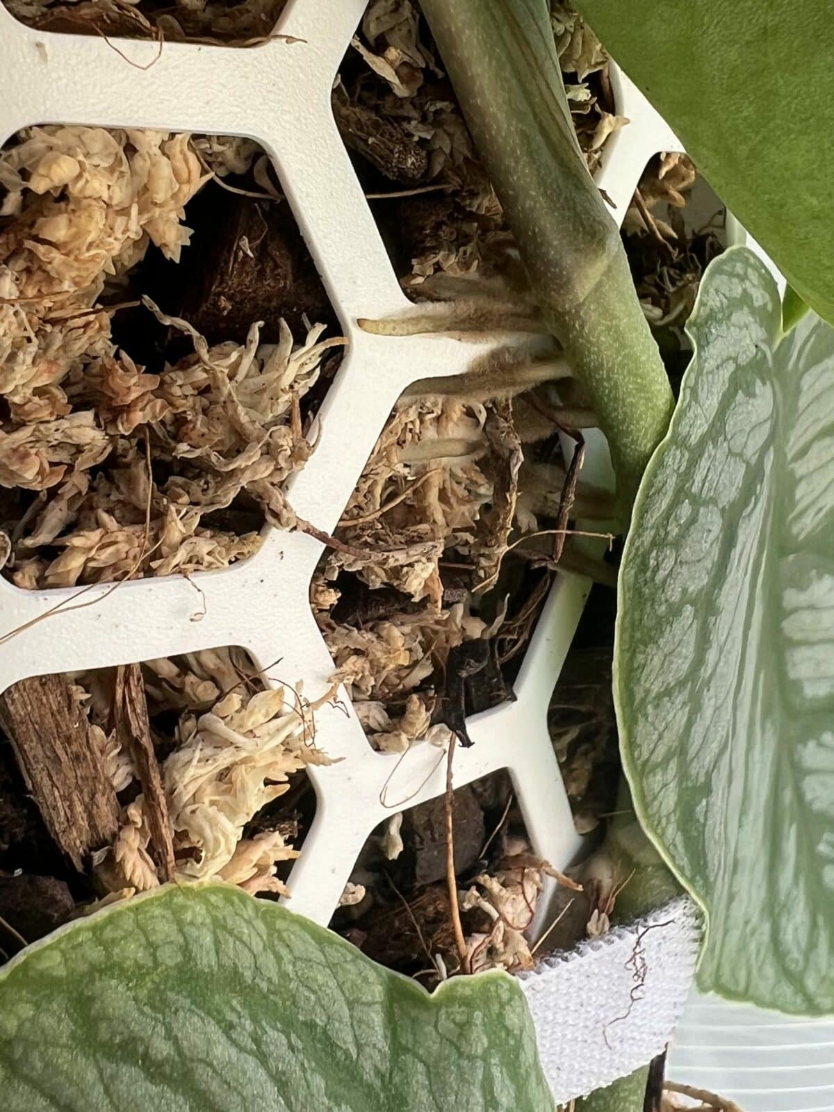 Enracinement de la plante dans le tuteur en sphaigne 7 jours après la plantation