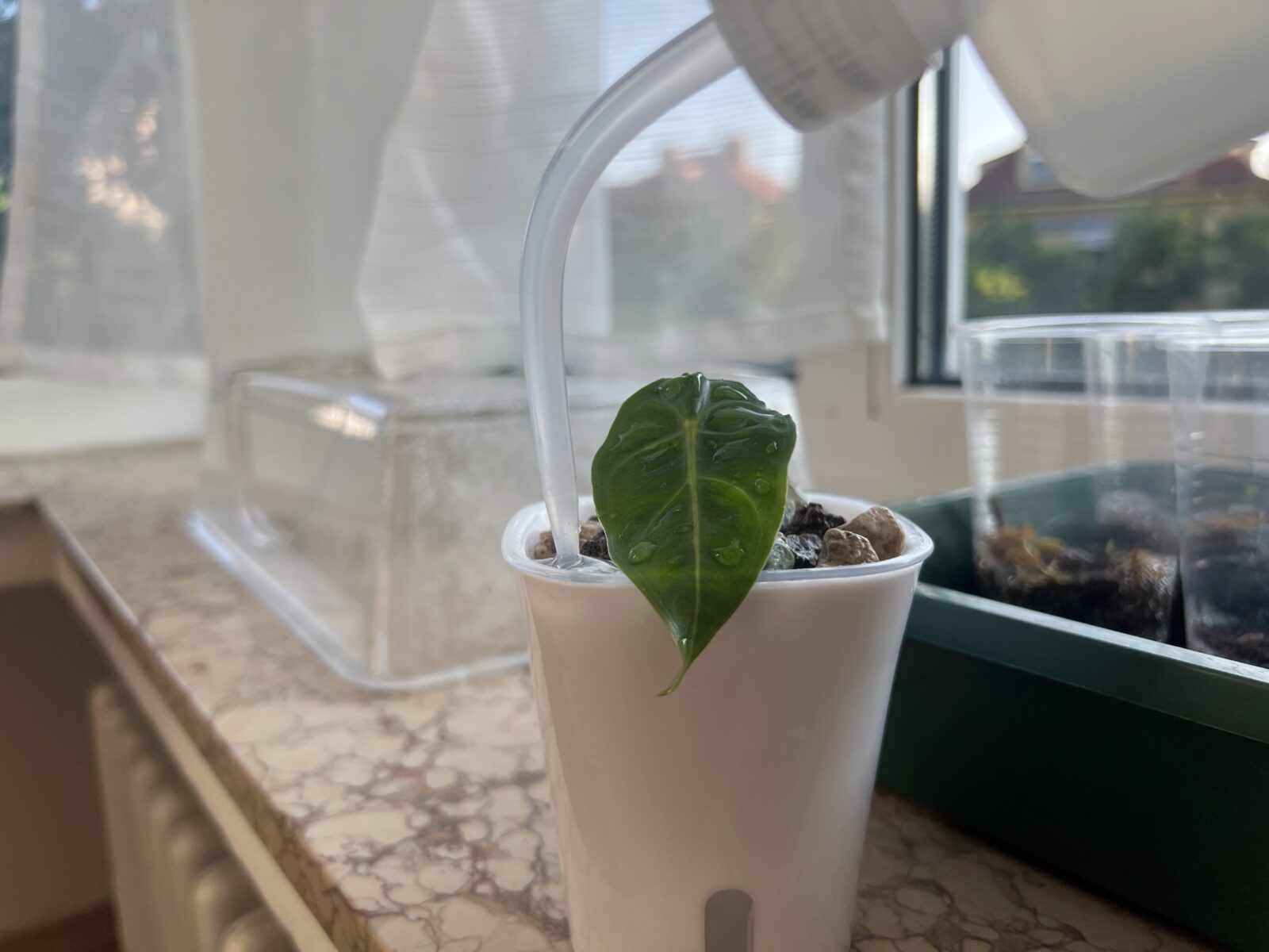 Pot à réserve d’eau, ou comment la plante prélève la quantité d’humidité dont elle a besoin