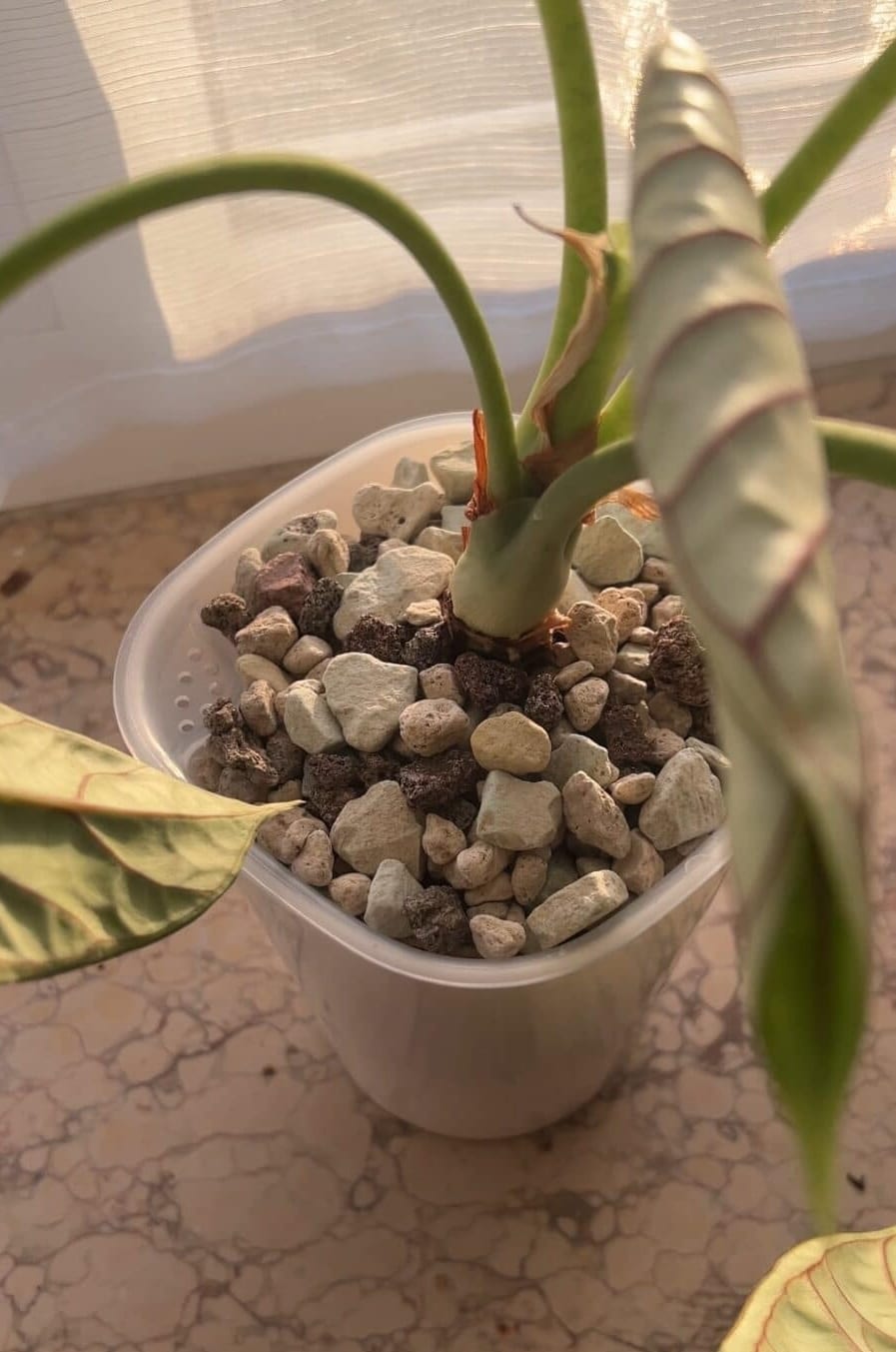 Exemple d’utilisation d’un substrat minéral dans un pot à réserve d’eau