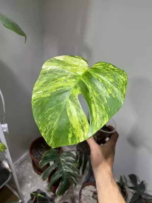 řízek monstera deliciosa aurera