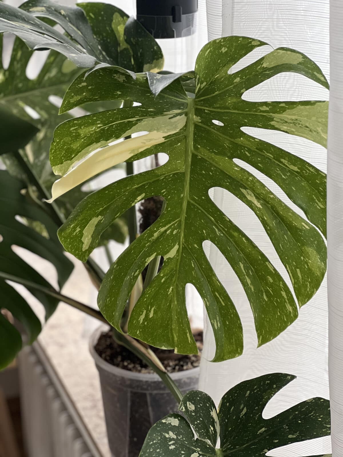 Monstera Deliciosa Thai