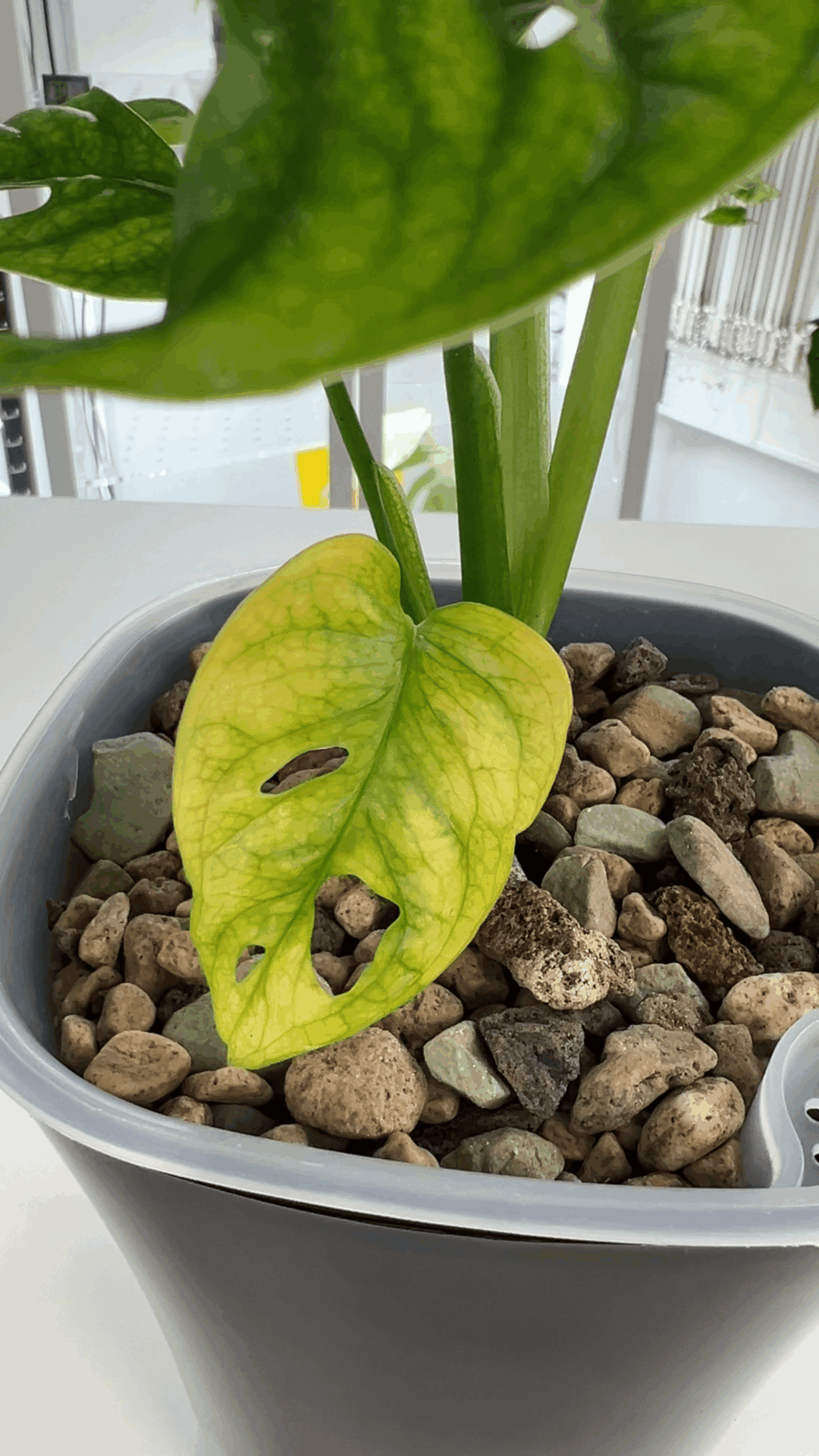 Lors de l’adaptation d’une plante à la semi-hydroponie, la perte de certaines feuilles est naturelle.