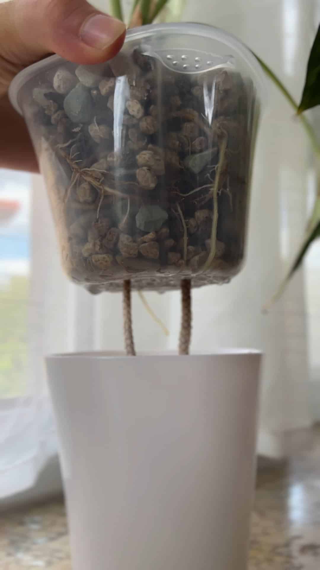 Les pots à réserve d’eau avec insert intérieur transparent sont ceux qui nous ont donné les meilleurs résultats en semi-hydroponie.