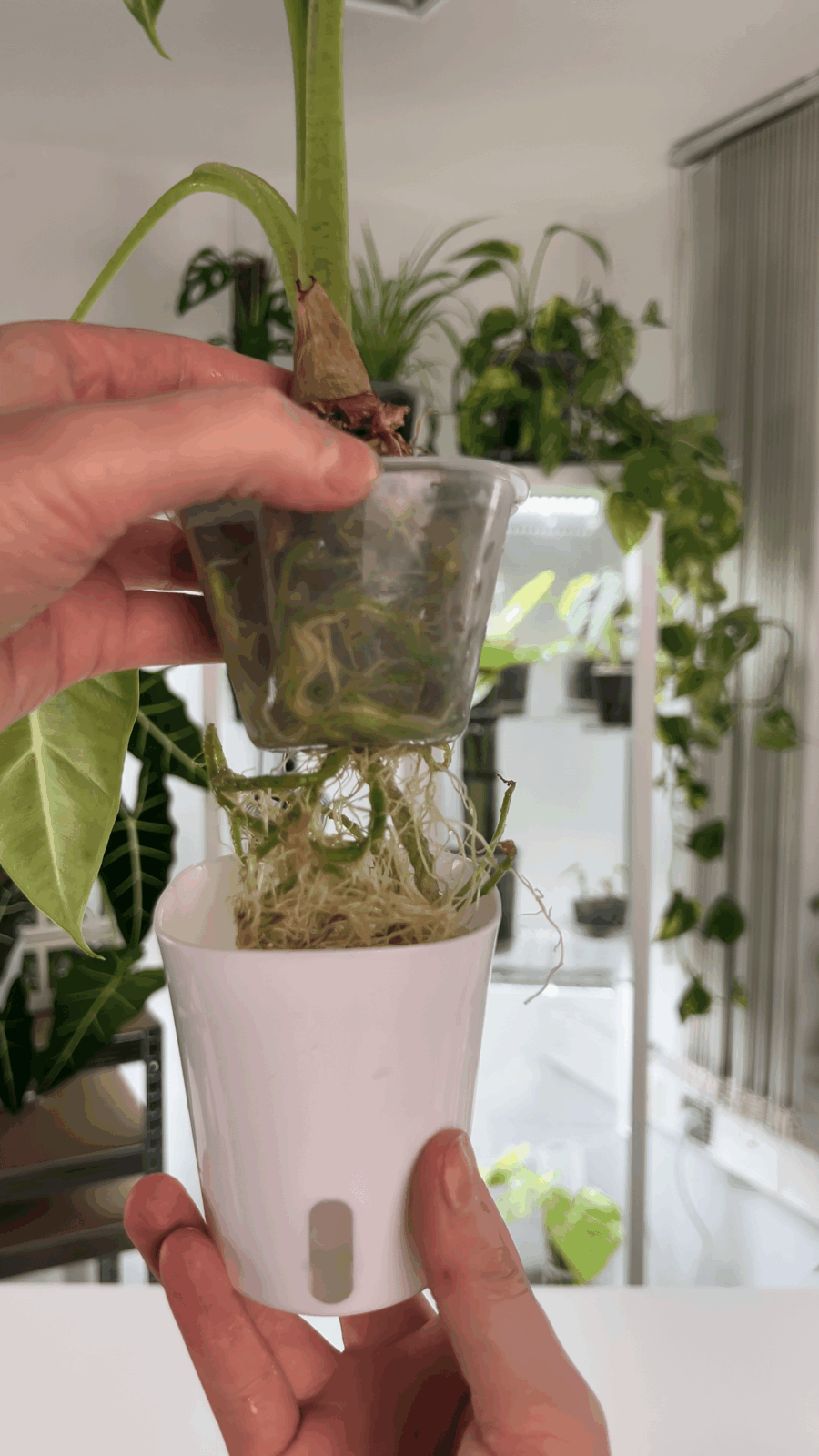 Si les racines atteignent le réservoir d’eau, il est nécessaire de rempoter la plante dans un pot plus grand.
