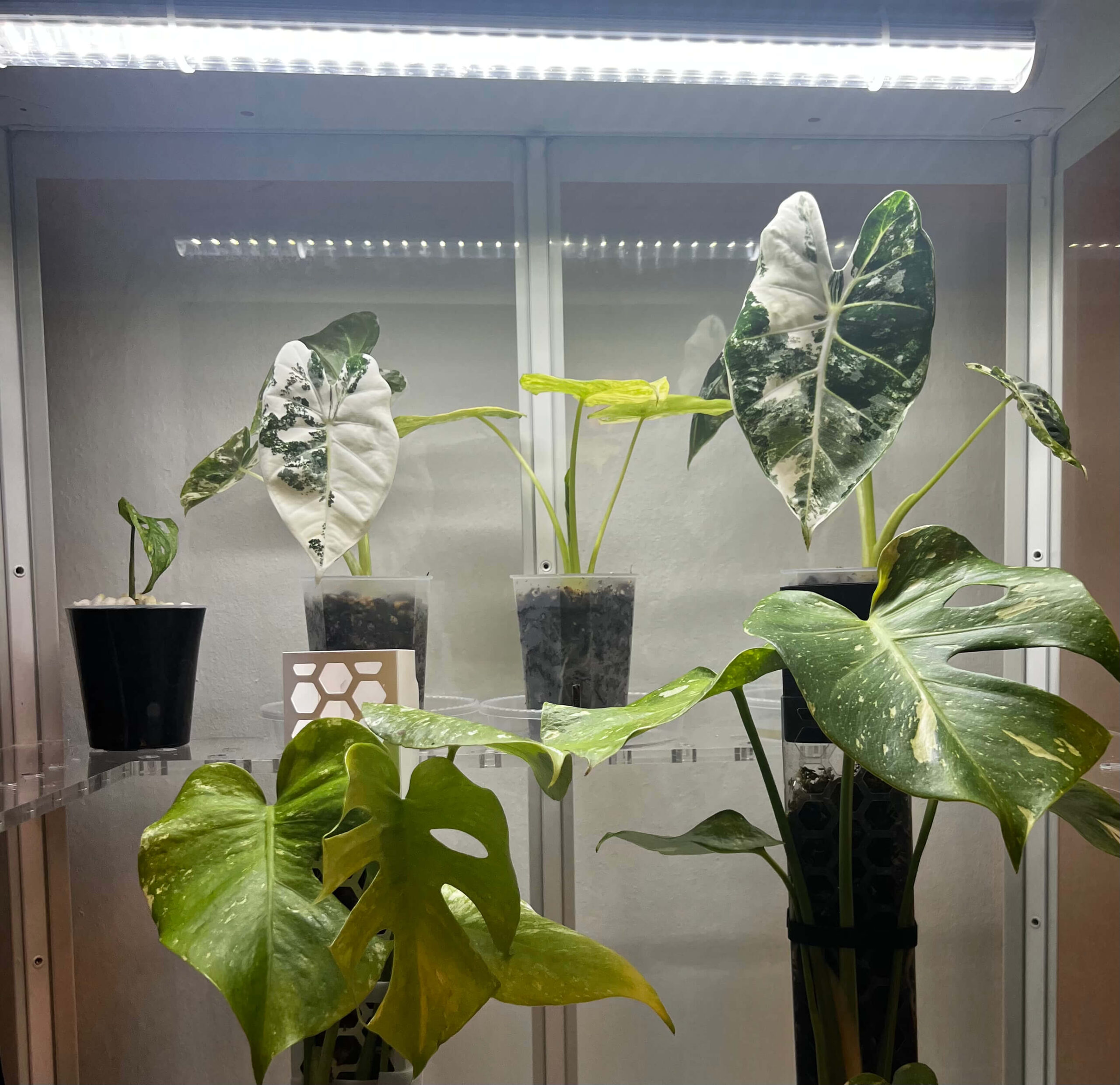 Lampe LED pour la croissance des plantes 2