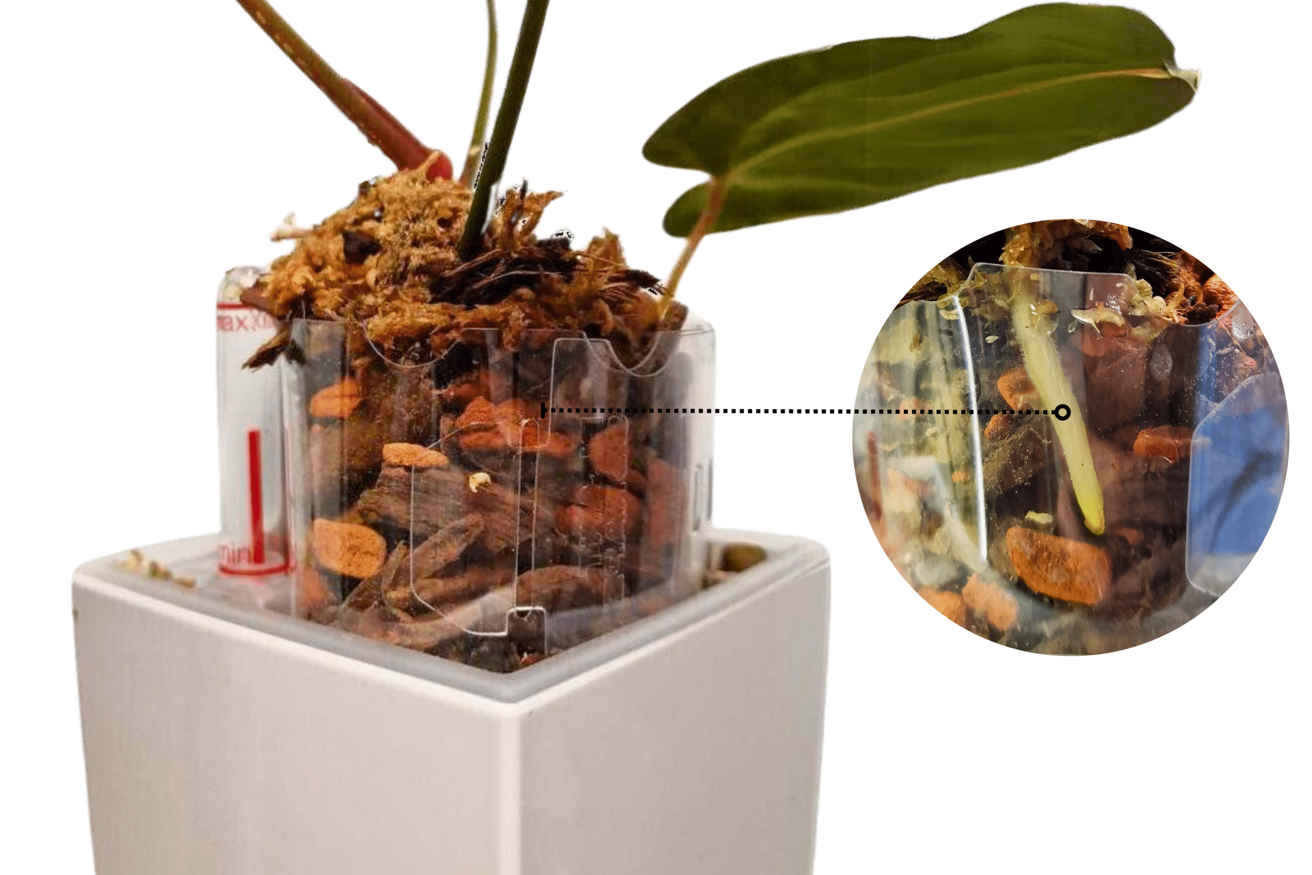 Rallonge de pot pour anthuriums 2