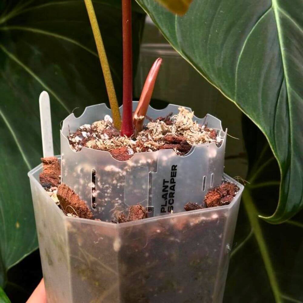 Rallonge de pot pour anthuriums 2