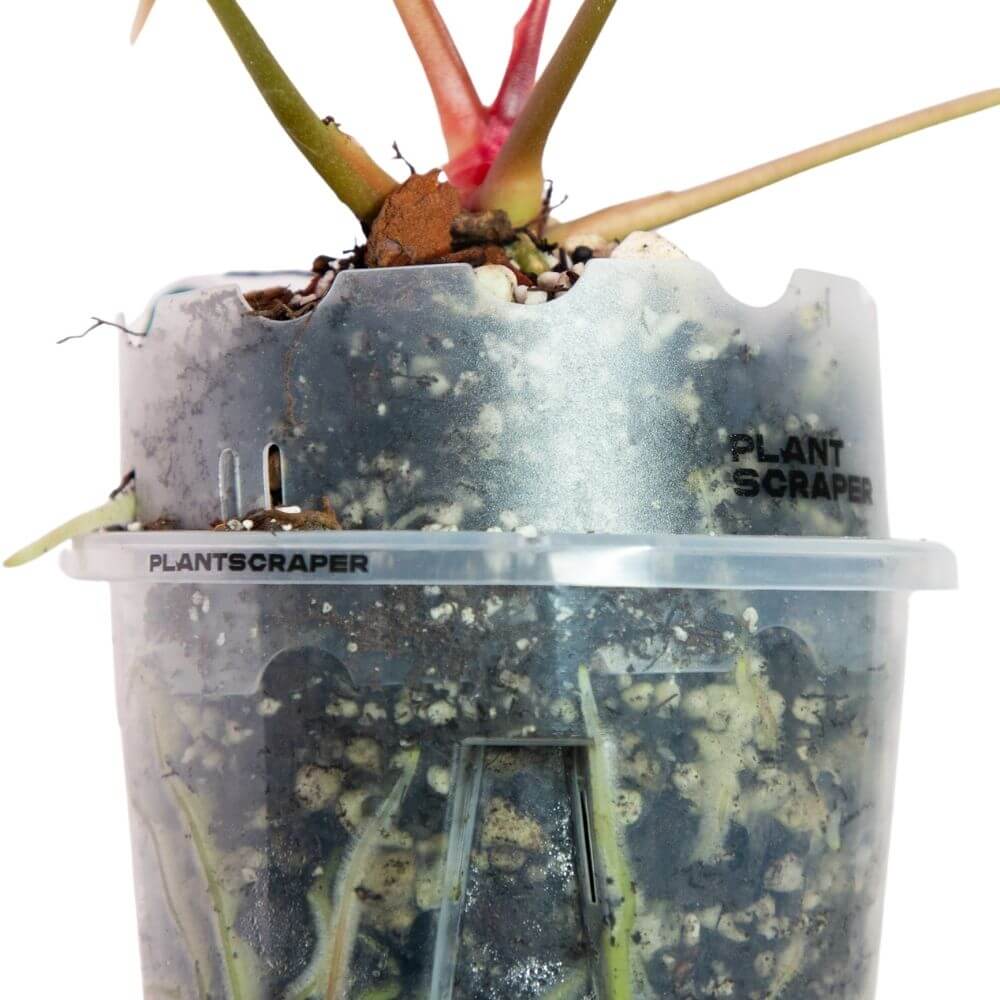 Rallonge de pot pour anthuriums 8
