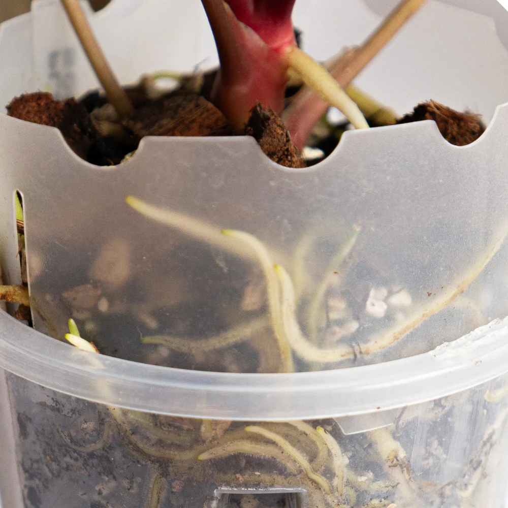 Rallonge de pot pour anthuriums 3