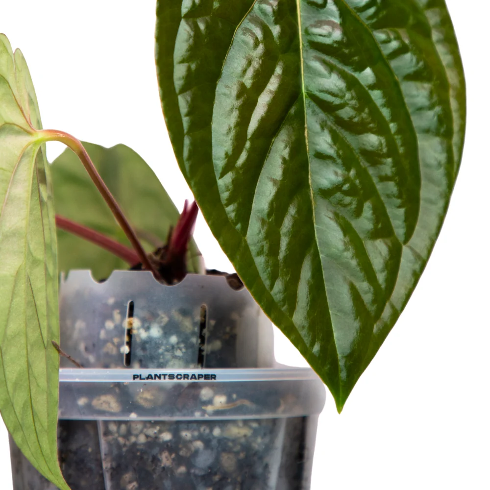 Rallonge de pot pour anthuriums 9