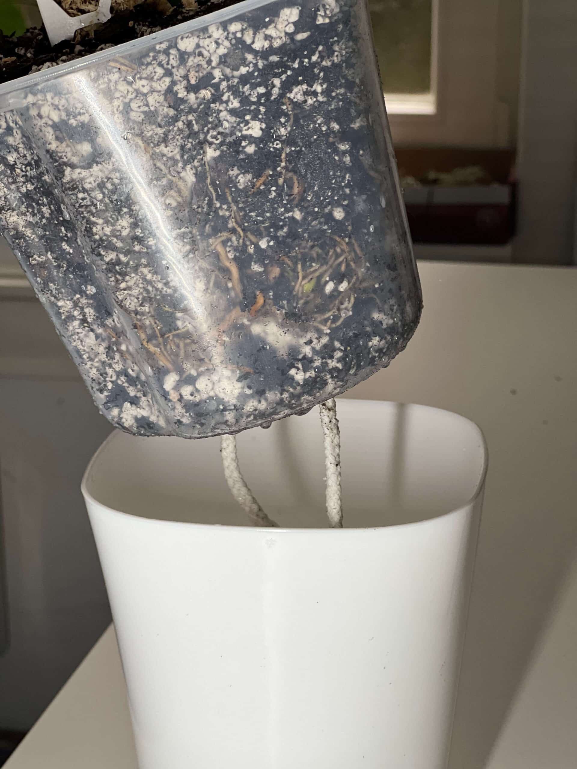 Pot auto-arrosant avec insert transparent 7