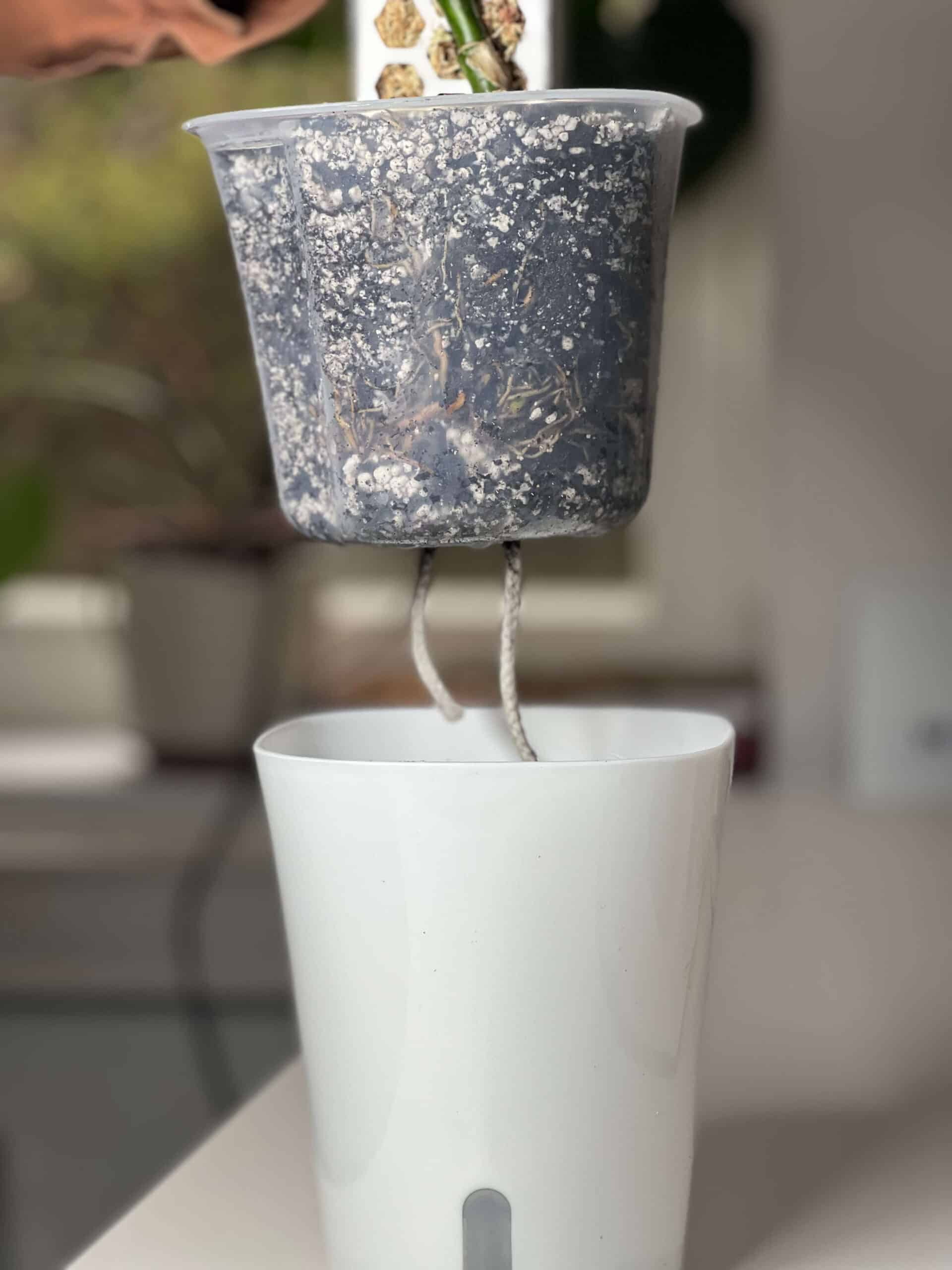 Pot auto-arrosant avec insert transparent 8