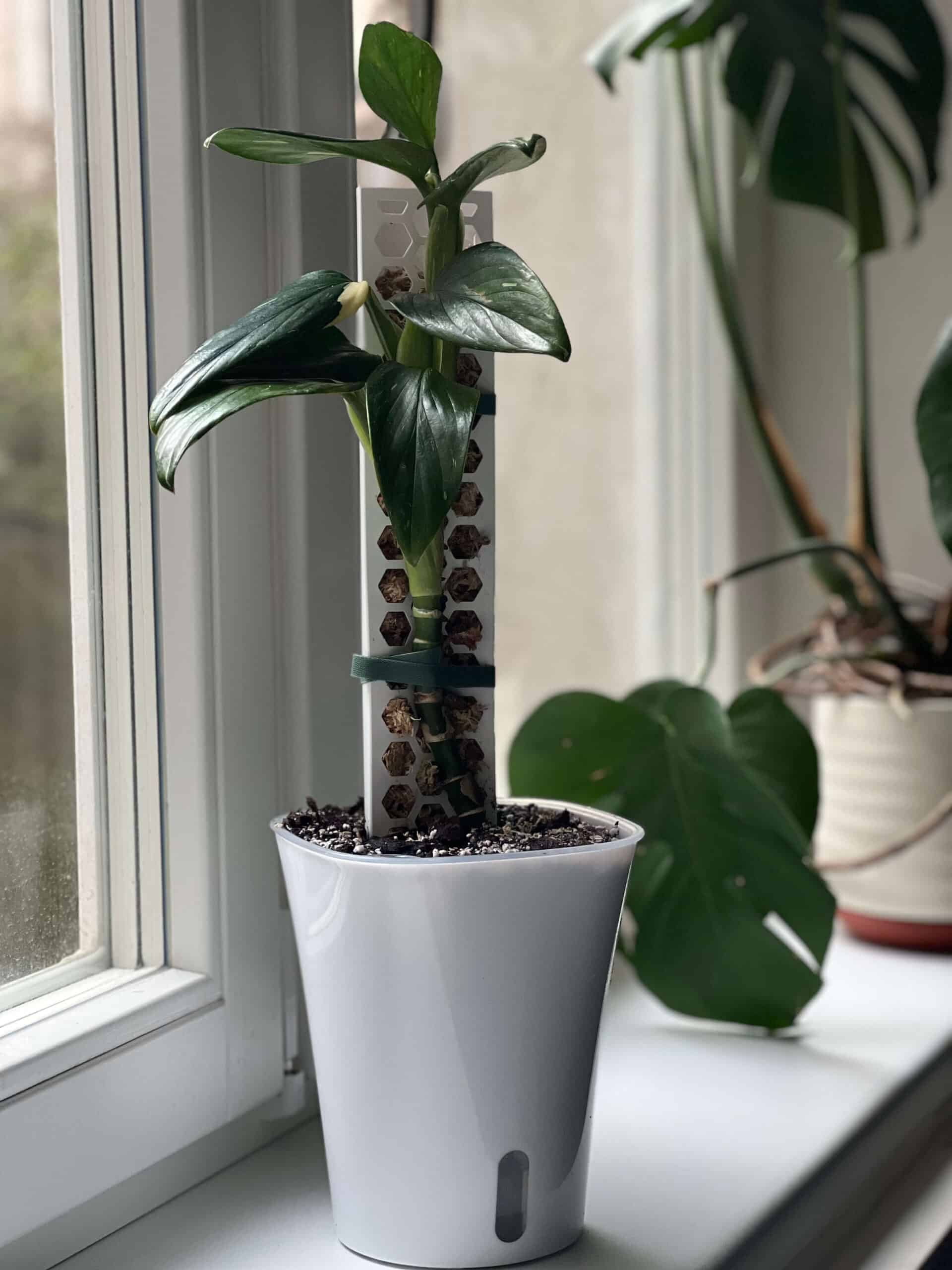 Pot auto-arrosant avec insert transparent 10