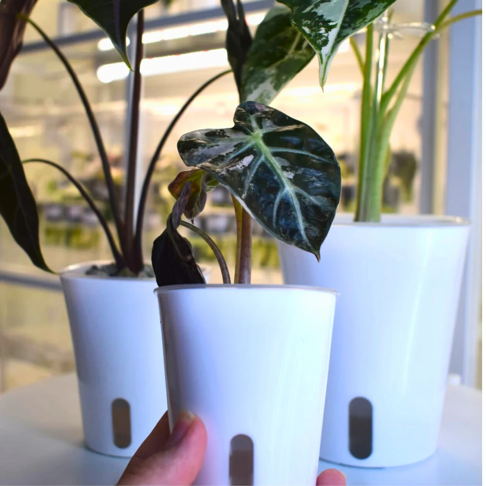 Pot auto-arrosant avec insert transparent 12