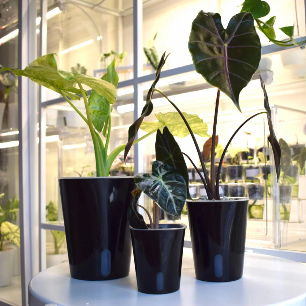 Pot auto-arrosant avec insert transparent 15