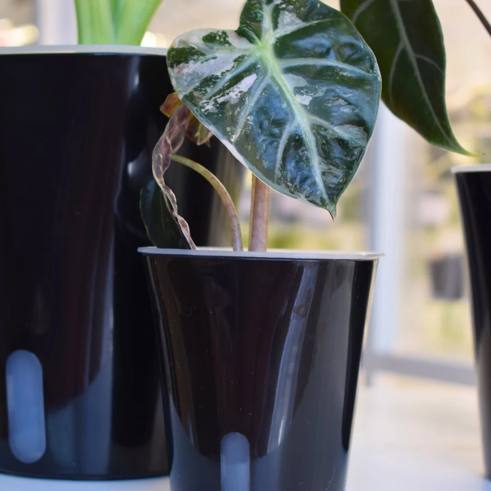 Pot auto-arrosant avec insert transparent 16