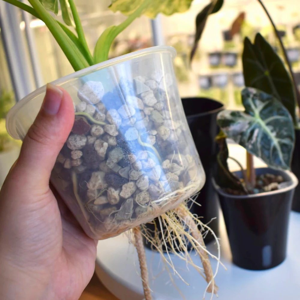 Pot auto-arrosant avec insert transparent 17