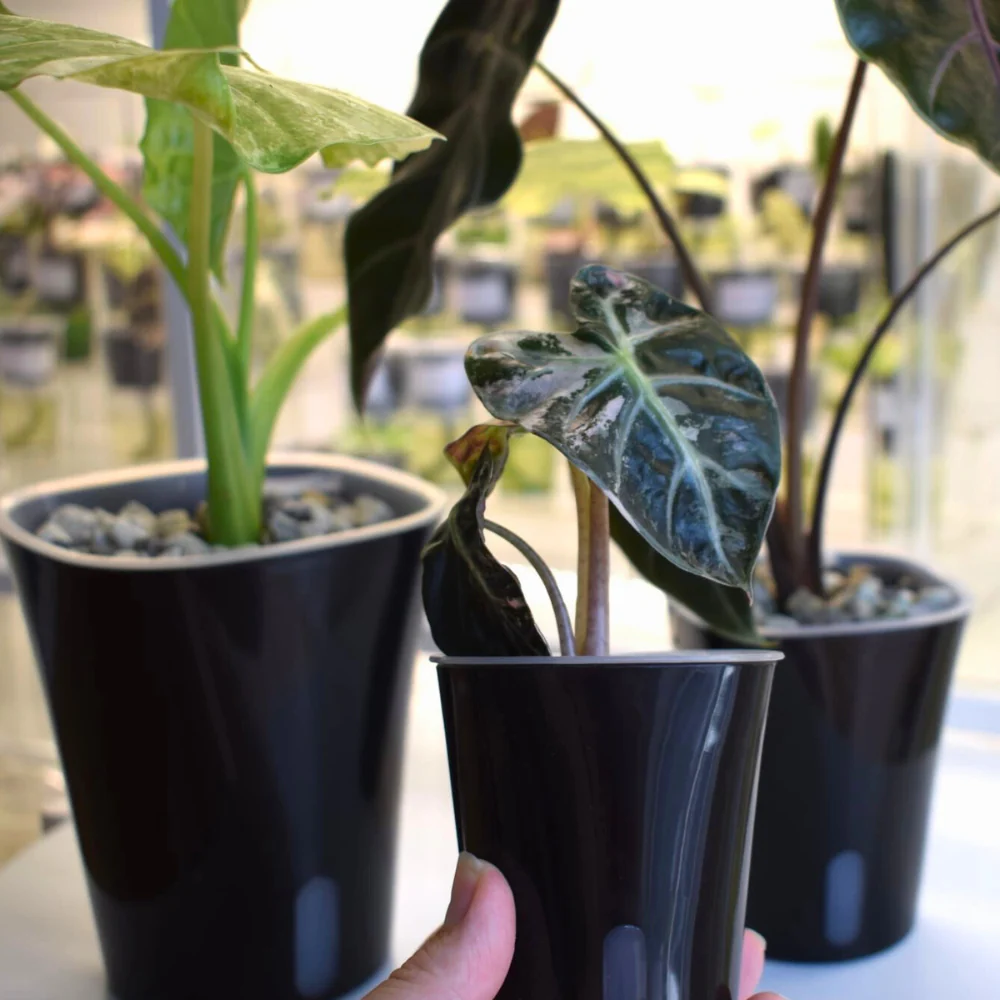 Pot auto-arrosant avec insert transparent 18