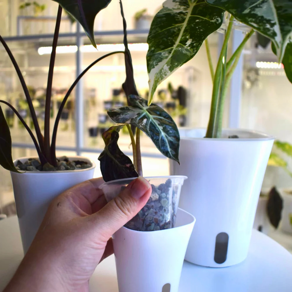 Pot auto-arrosant avec insert transparent 19