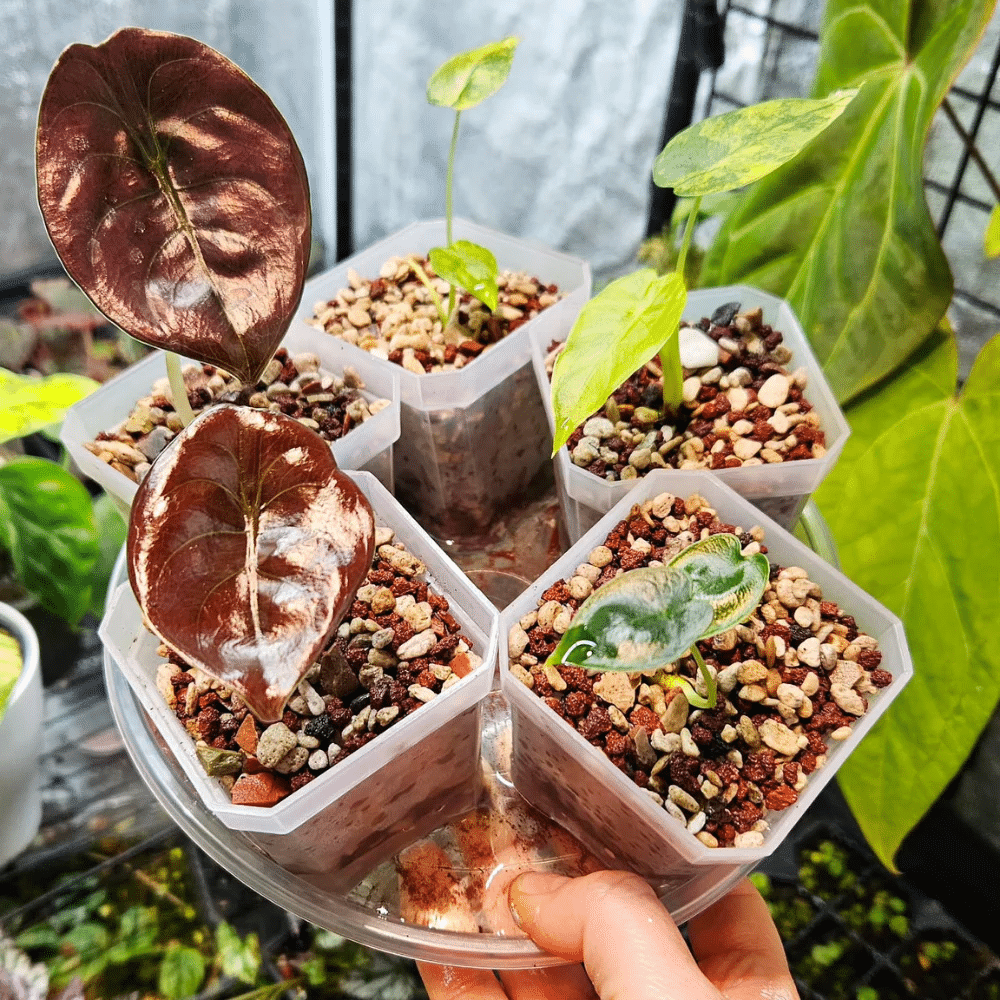 Pot avec couvercle pour petites plantes 4