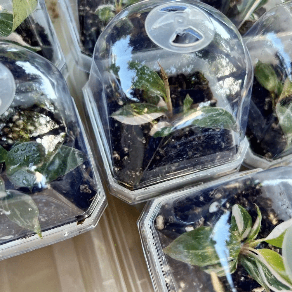 Pot avec couvercle pour petites plantes 2