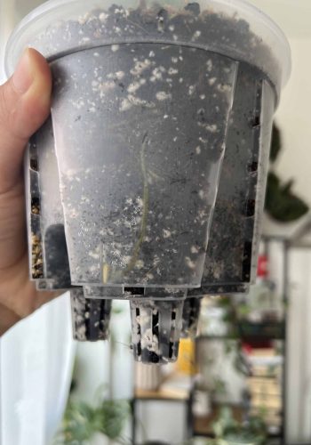Pot de fleur auto-arrosant pour aroides 6