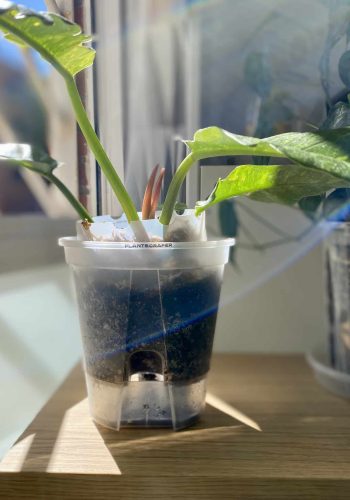 Pot de fleur auto-arrosant pour aroides 7
