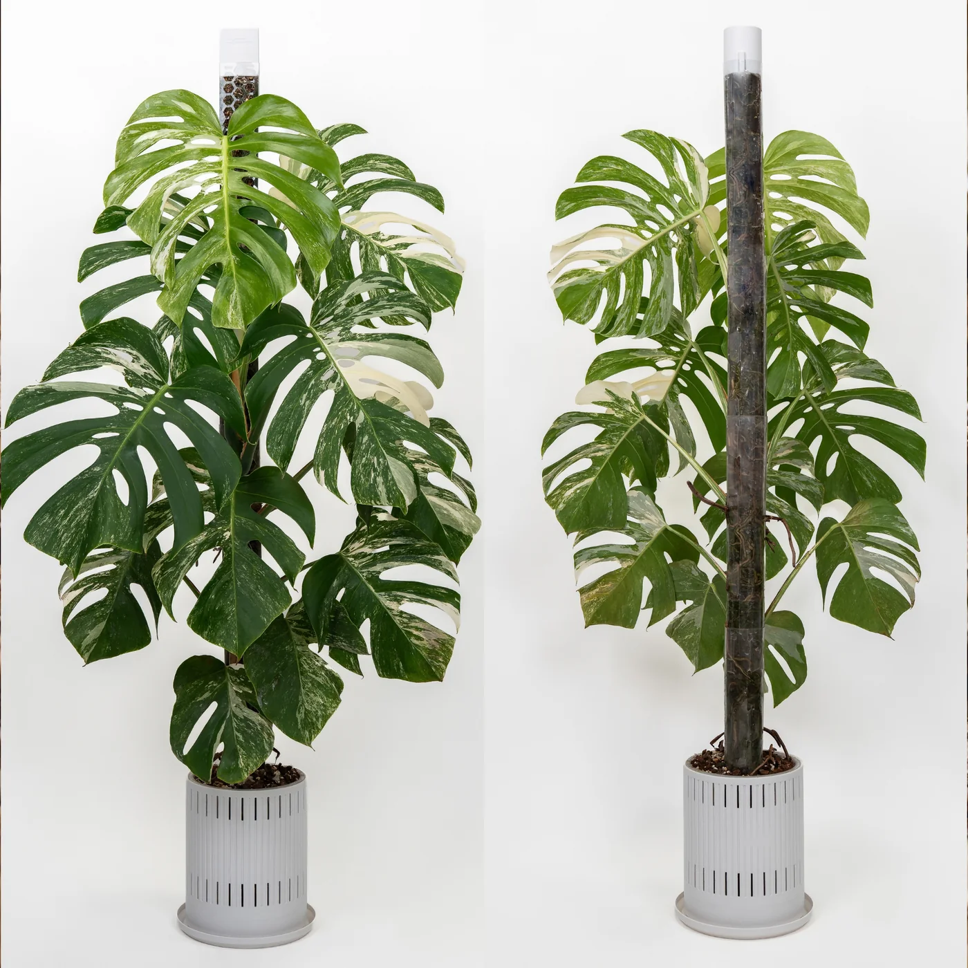 Substrat pour tuteurs en sphaigne  - 8,5 l 3