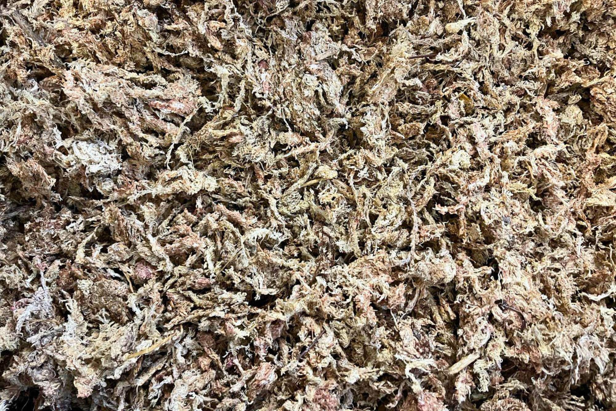 Sphaigne (Sphagnum Moss)