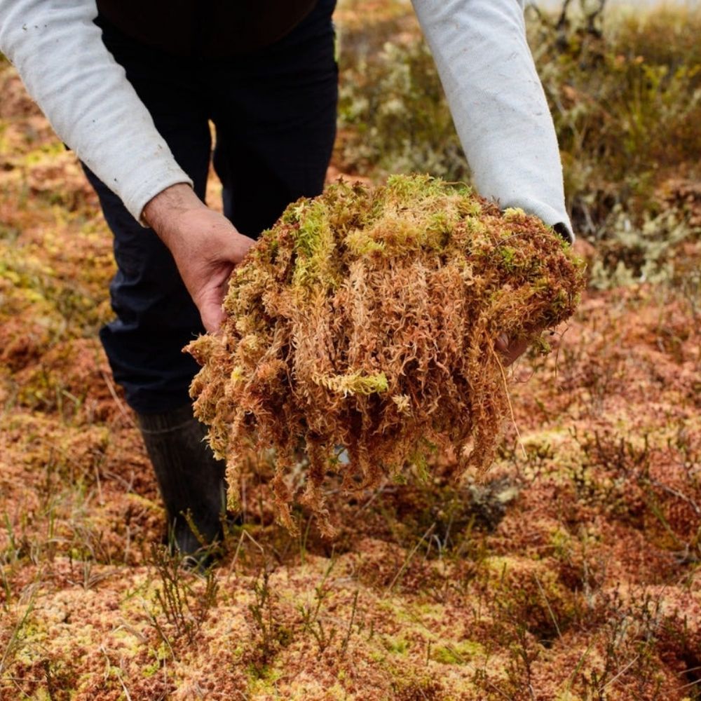 Sphaigne (Sphagnum Moss) 3