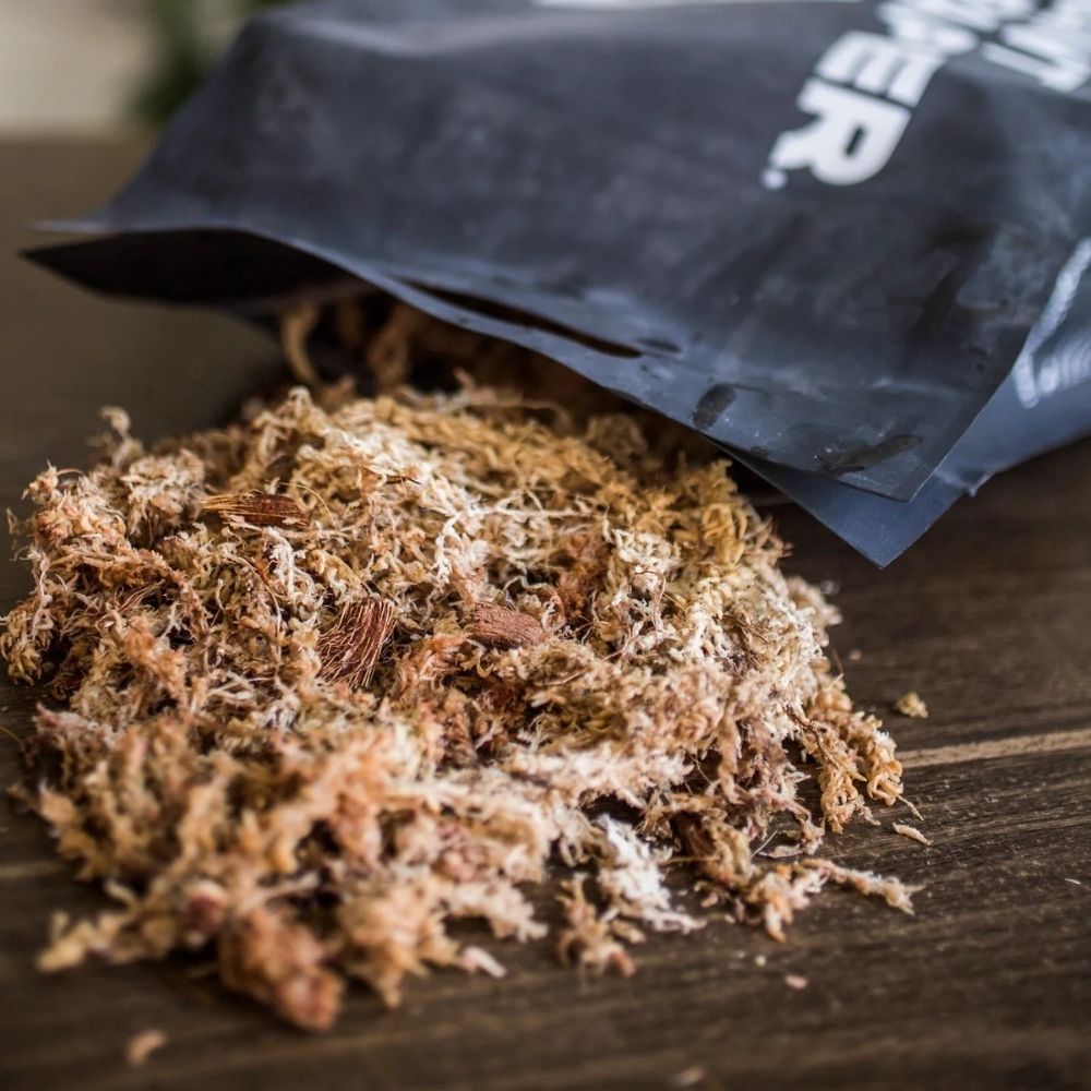 Sphaigne (Sphagnum Moss) 4
