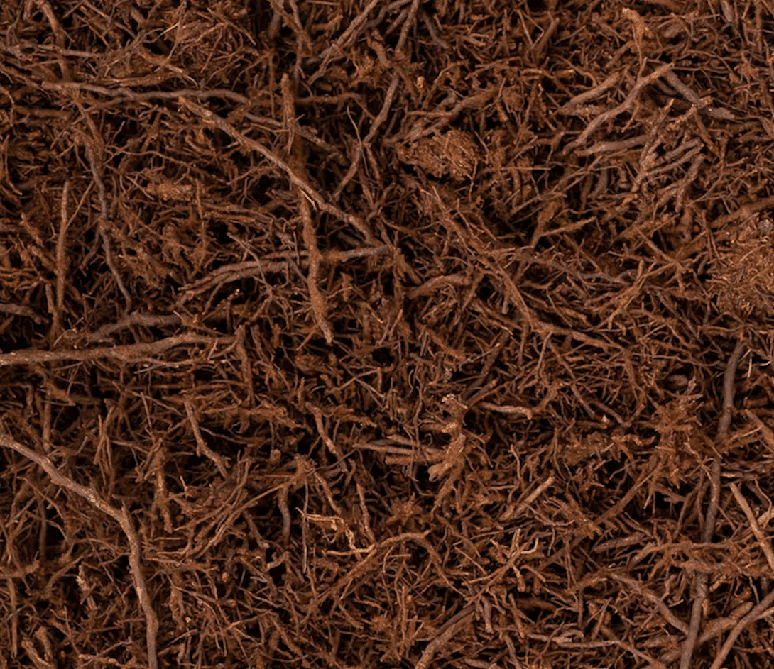 Fibres de fougère arborescente