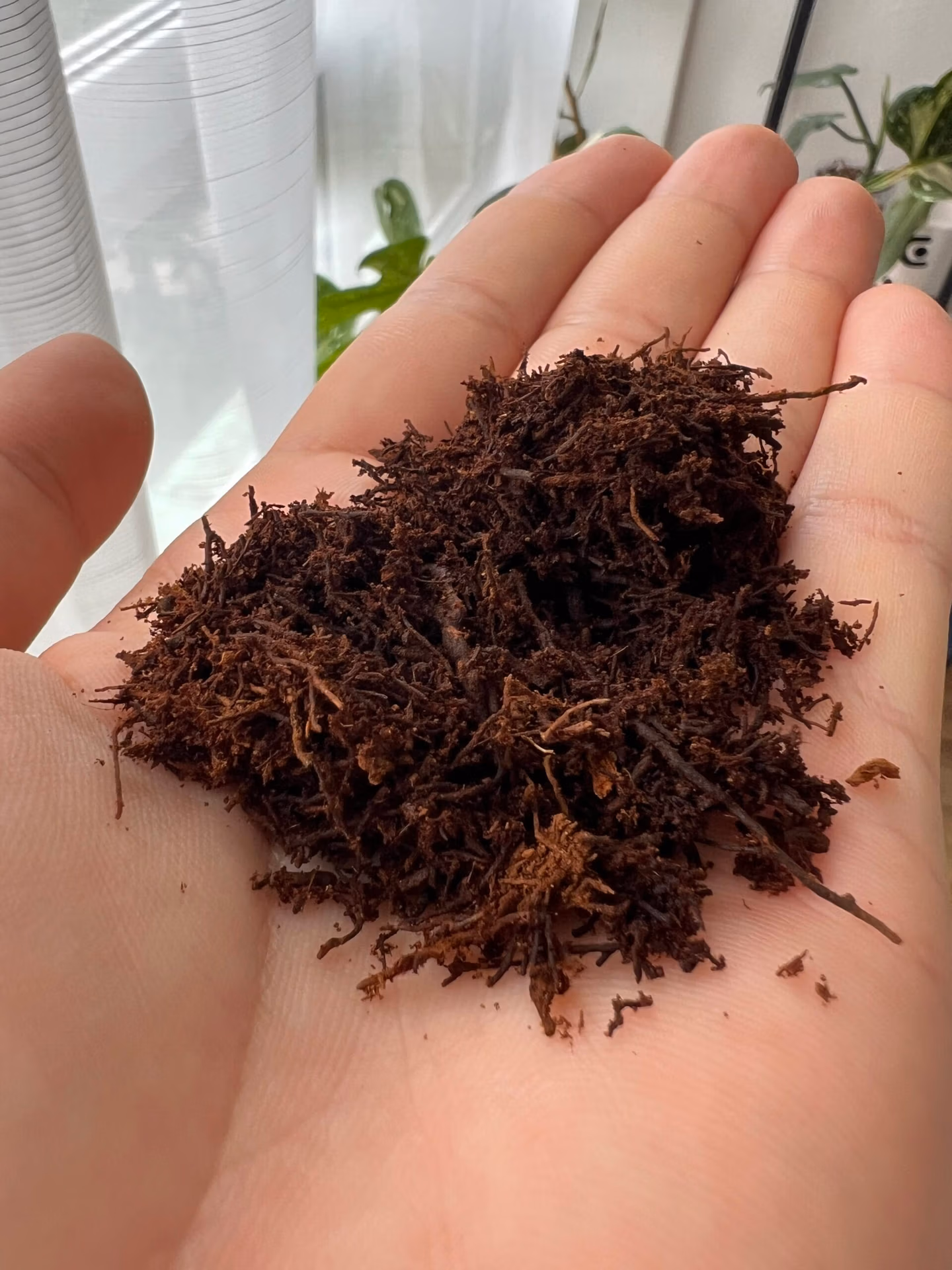 Fibres de fougère arborescente (Tree Fern) 2