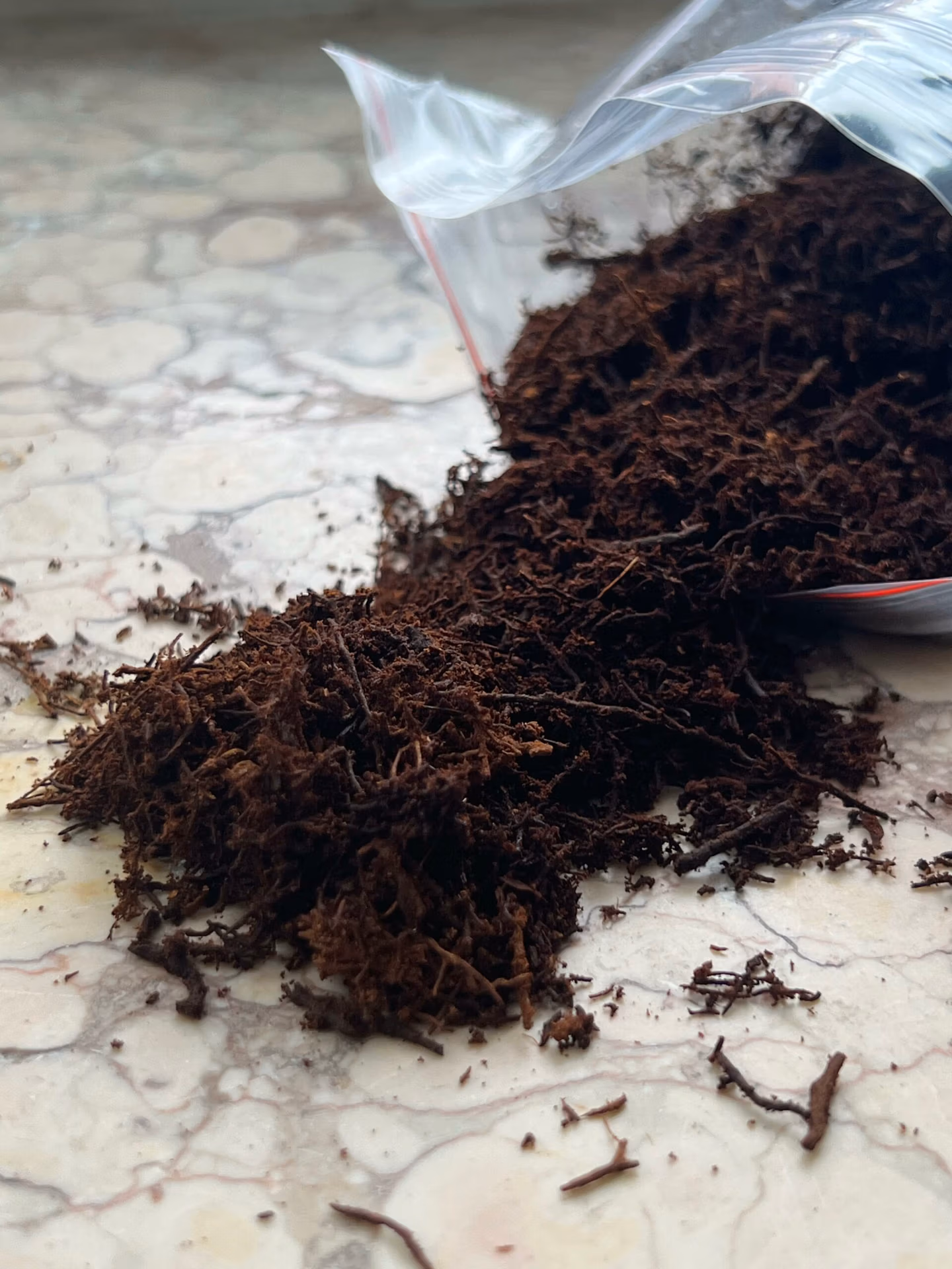 Fibres de fougère arborescente (Tree Fern) 3