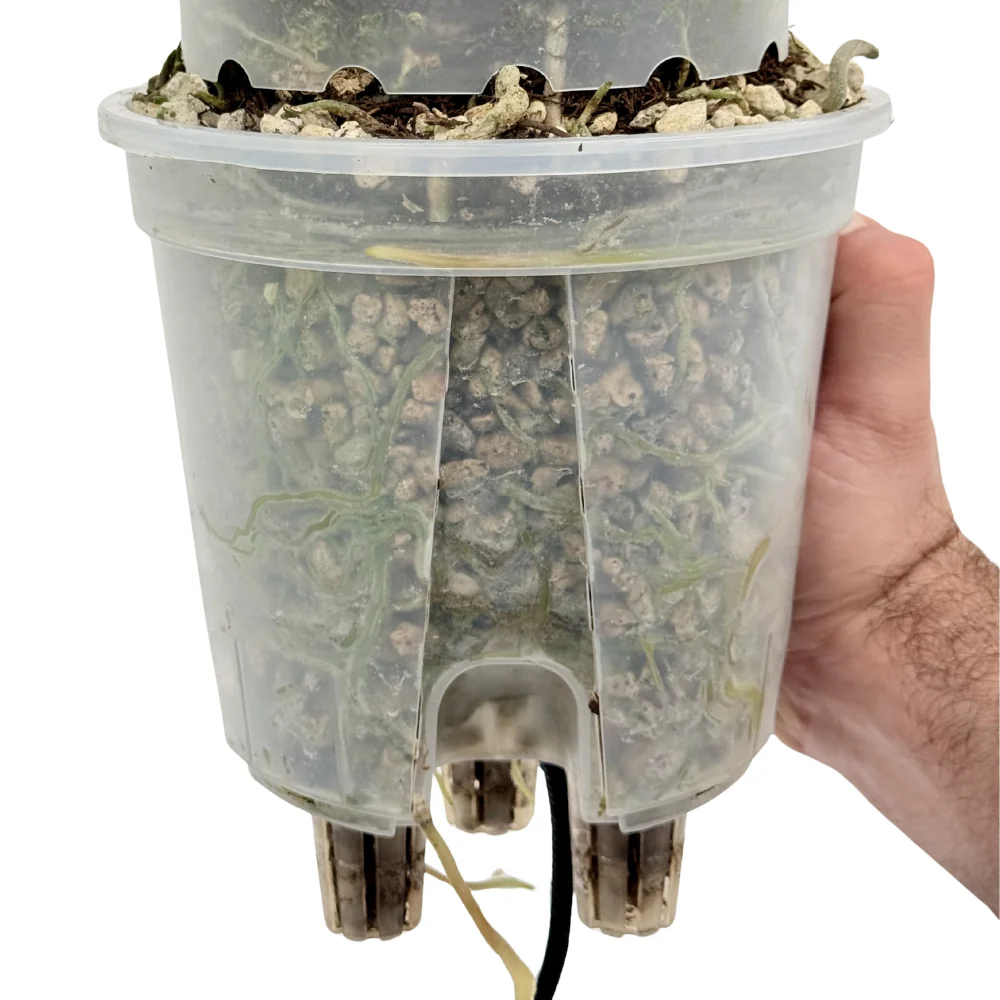 Cache-pot pour aroïdes à arrosage automatique 5
