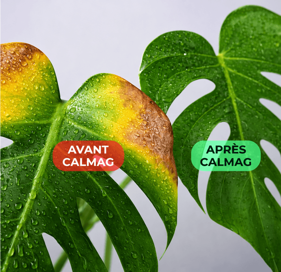 CalMag Alga 1 kg - nutrition minérale au calcium et au magnésium 2