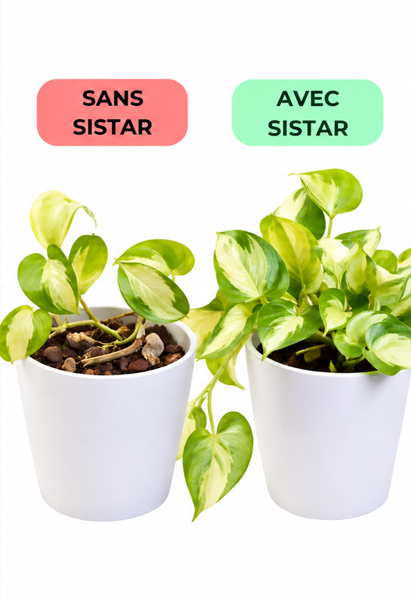 Si Star 500 g - complément minéral au silicium 2