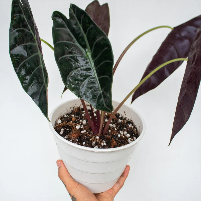 Substrat pour alocasias - 8,5 l 3