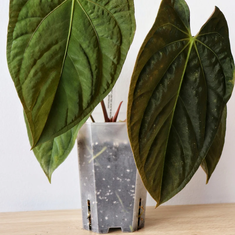 Substrat pour anthurium - 8,5 l 3