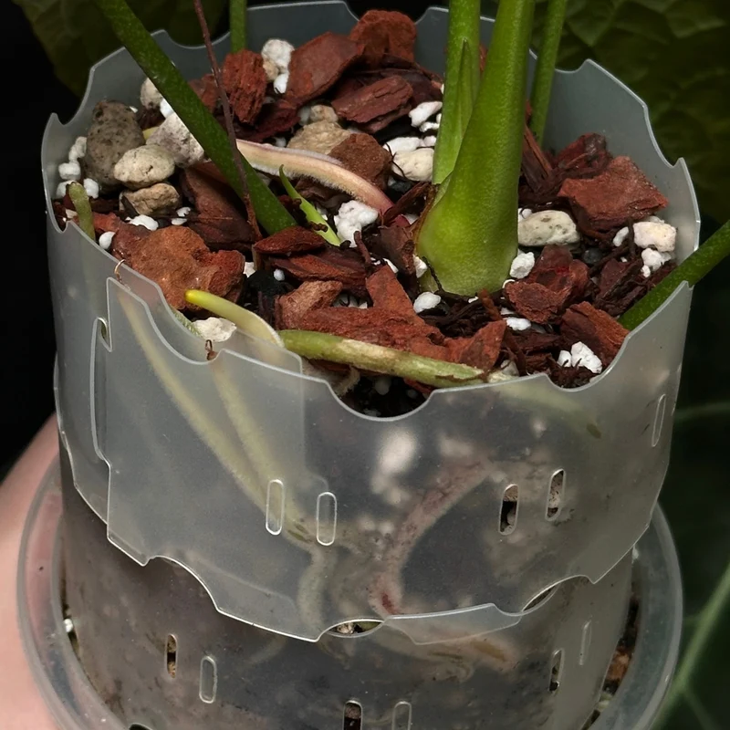 Substrat pour anthurium - 8,5 l 4