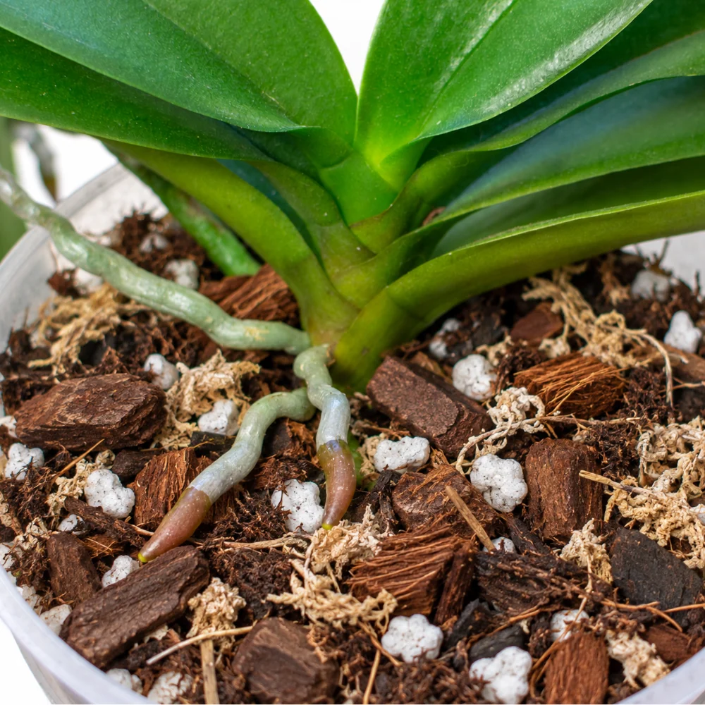 Substrat pour orchidées - 8,5 l 2