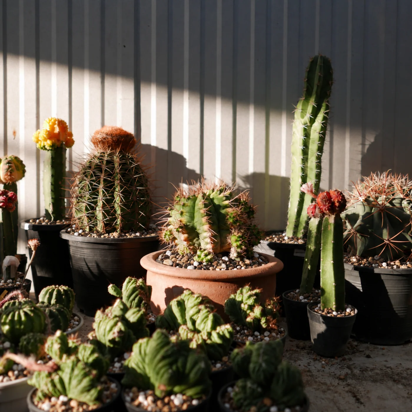 Substrat pour cactus et plantes succulentes - 8,5 l 2